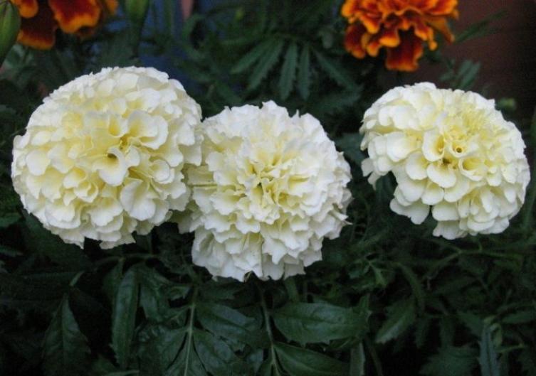 Бархатцы Белоснежка 2