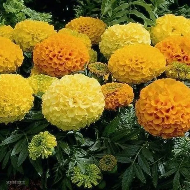 Бархатцы Биг Топ Микс 2