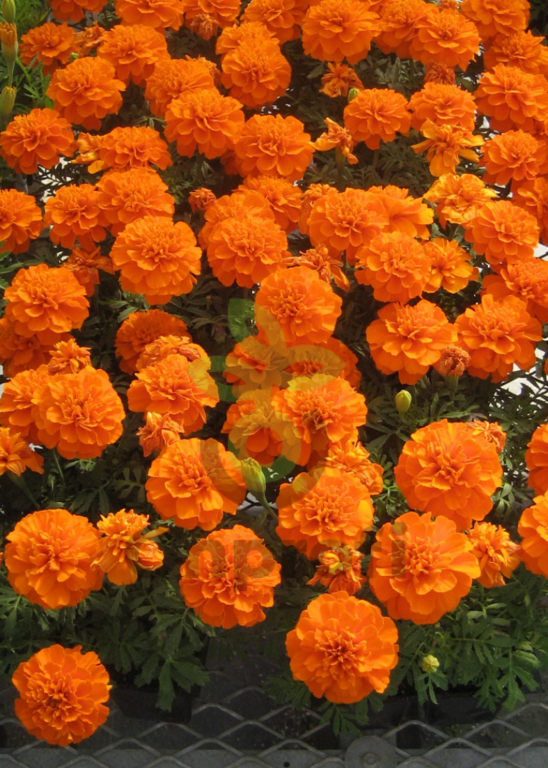 Бархатцы Бонанза Дип Оранж