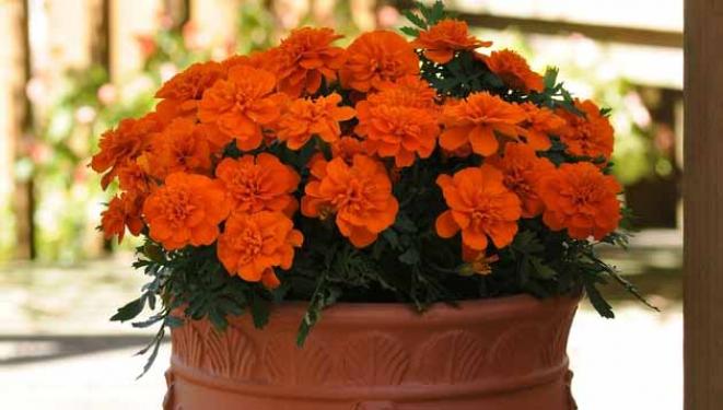 Бархатцы Бонанза Дип Оранж 2