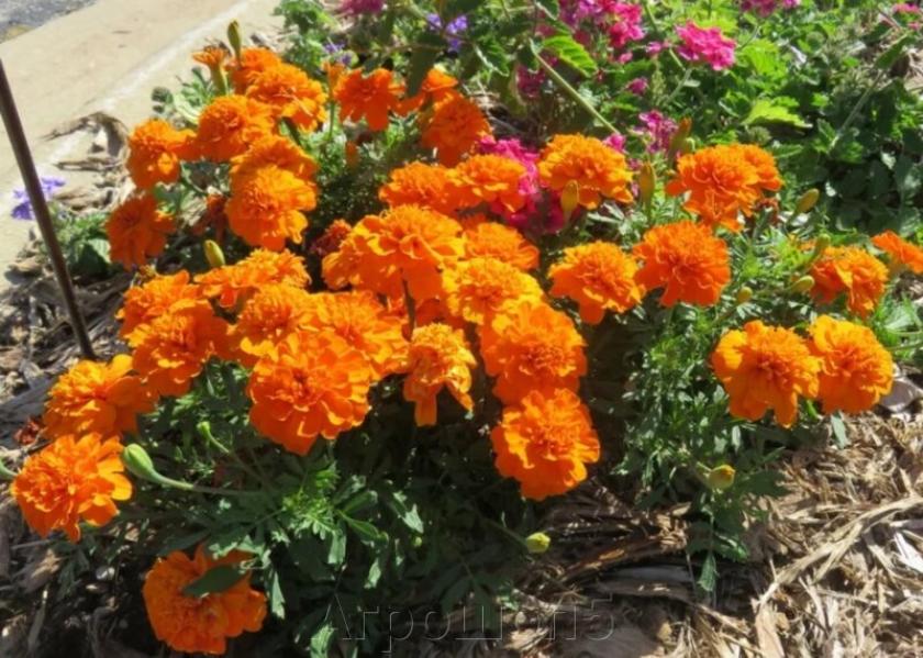 Бархатцы Бонанза Дип Оранж 3