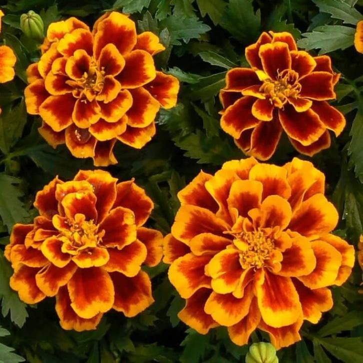 Бархатцы Бонанза Флейм 3