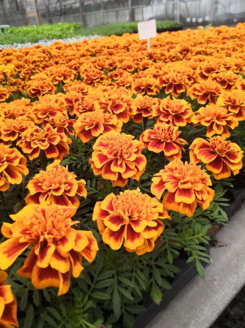 Бархатцы Бонанза Флейм