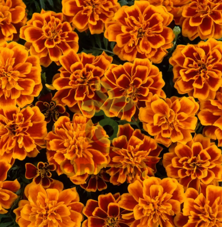 Бархатцы Бонанза Флейм 2