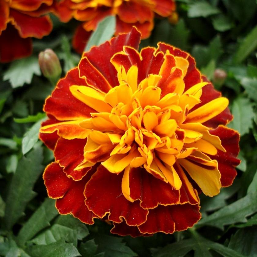 Бархатцы Бонанза Хармони 2