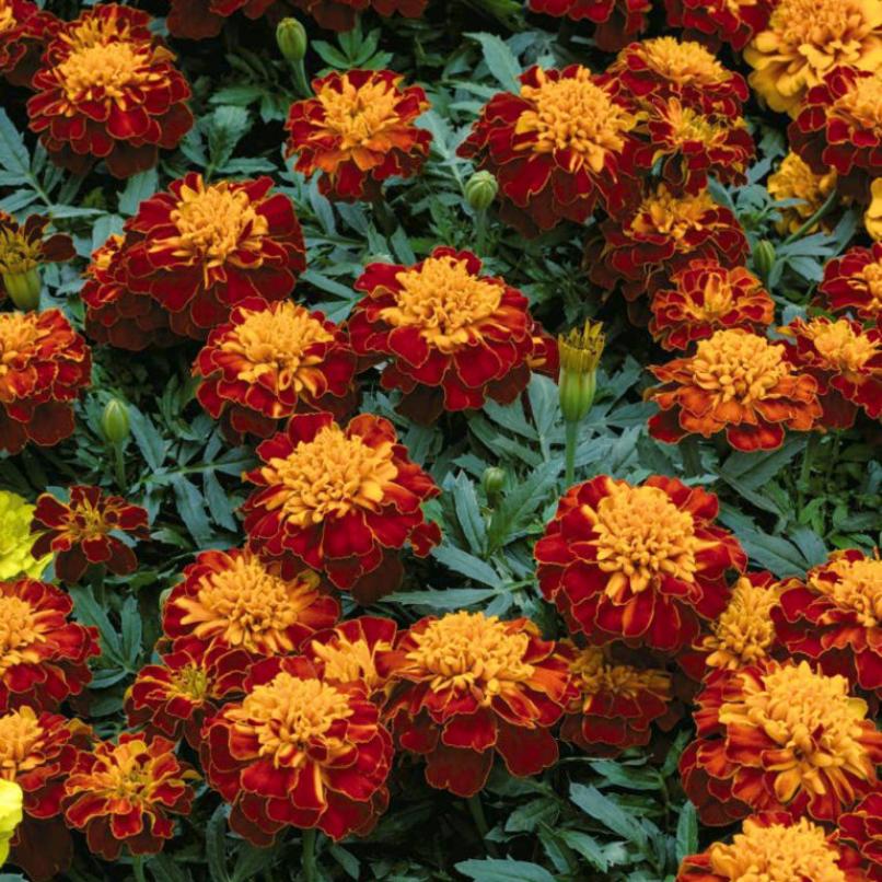 Бархатцы Бонанза Хармони 3