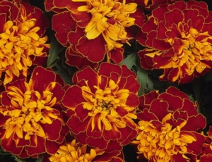 Бархатцы Бонанза Хармони