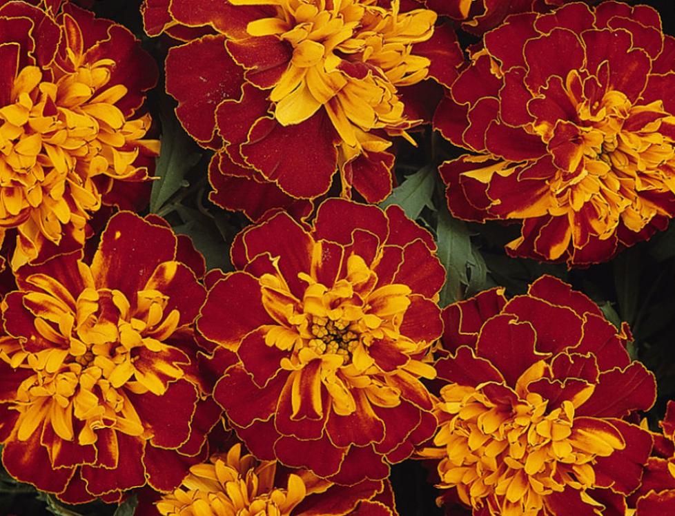 Бархатцы Бонанза Хармони