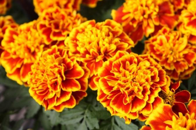 Бархатцы Бонанза Микс 4