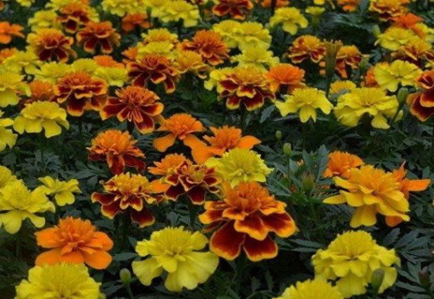 Бархатцы Бонанза Микс