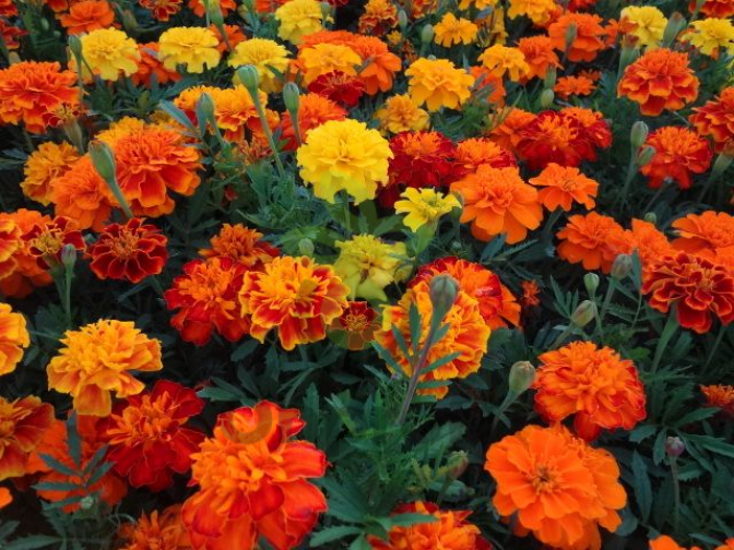 Бархатцы Бонанза Микс 2