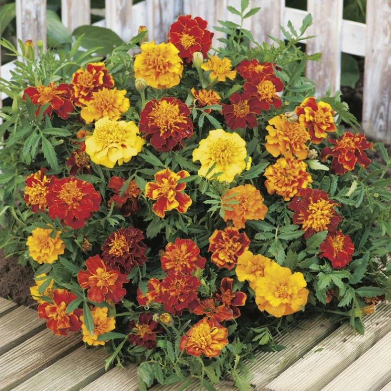 Бархатцы Бой (смесь) 2