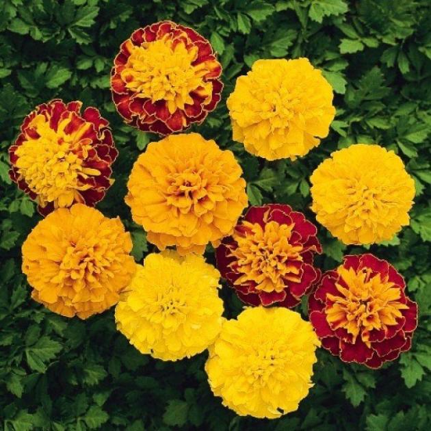 Бархатцы Бой (смесь)