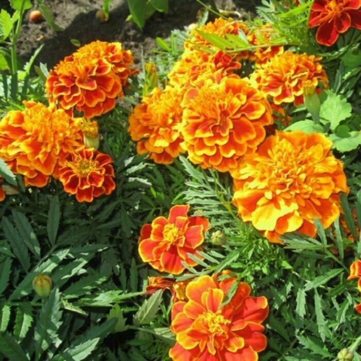 Бархатцы Брокада испанская 2