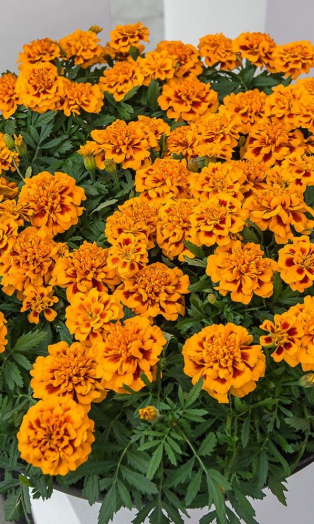 Бархатцы Брокада испанская 4