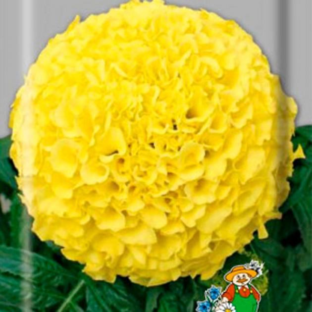 Бархатцы Дядя Степа 2