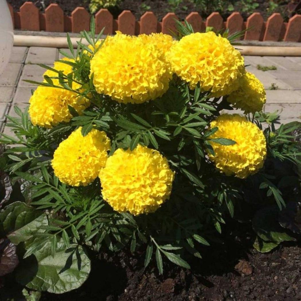 Бархатцы Дядя Степа