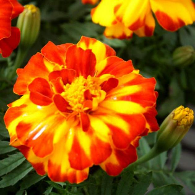 Бархатцы Дюранго Болеро 3