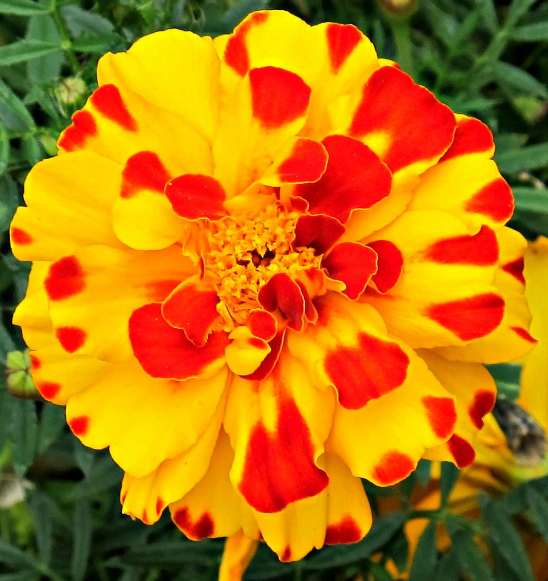 Бархатцы Дюранго Болеро 4