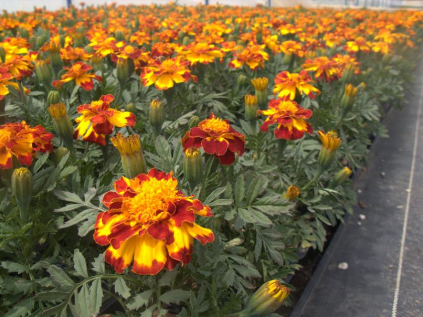 Бархатцы Дюранго Болеро 5