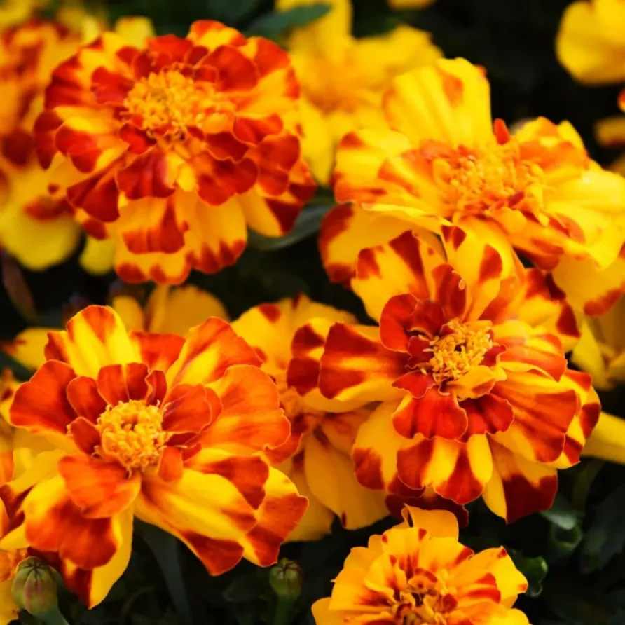 Бархатцы Дюранго Болеро