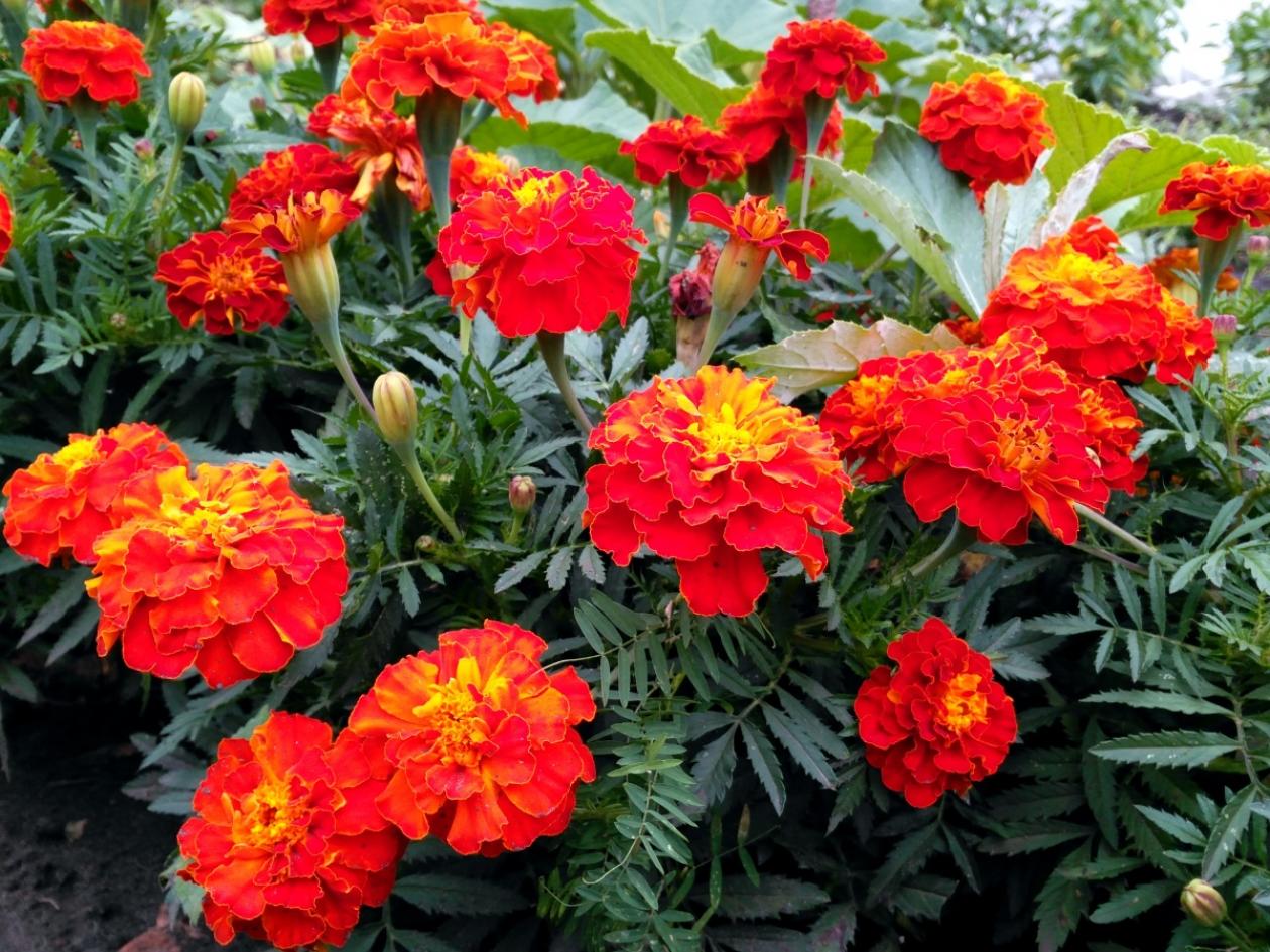 Бархатцы Дюранго Ред 4