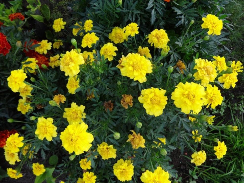 Бархатцы Джипси Саншайн 5