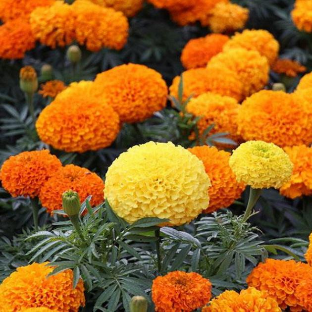 Бархатцы Джокер (смесь окрасок) 3