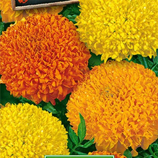 Бархатцы Джокер (смесь окрасок)