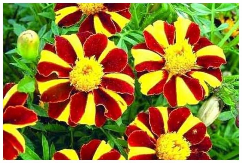 Бархатцы Джолли Джестер 3