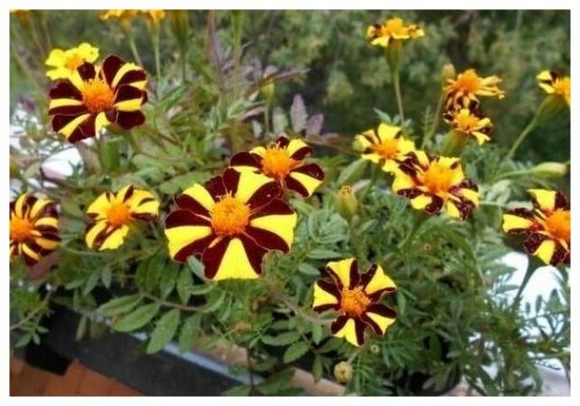 Бархатцы Джолли Джестер