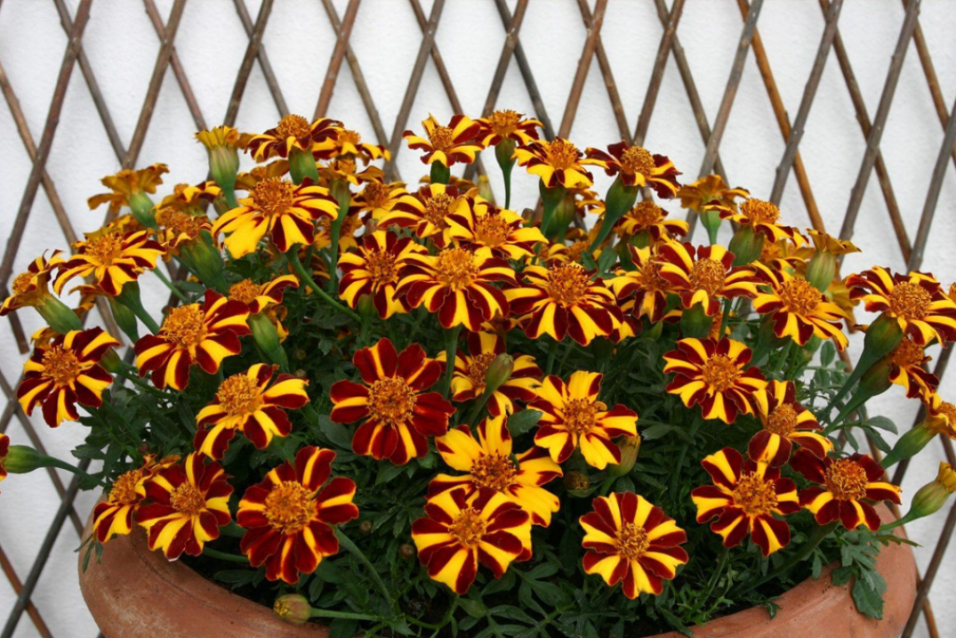 Бархатцы Джолли Джестер 2