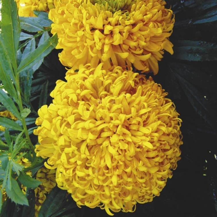 Бархатцы Гильбер Штейн 2