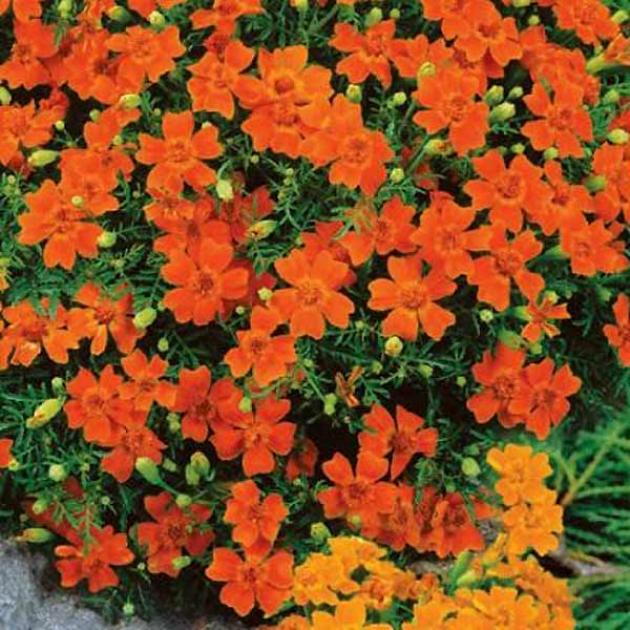 Бархатцы Карина оранжевая 2