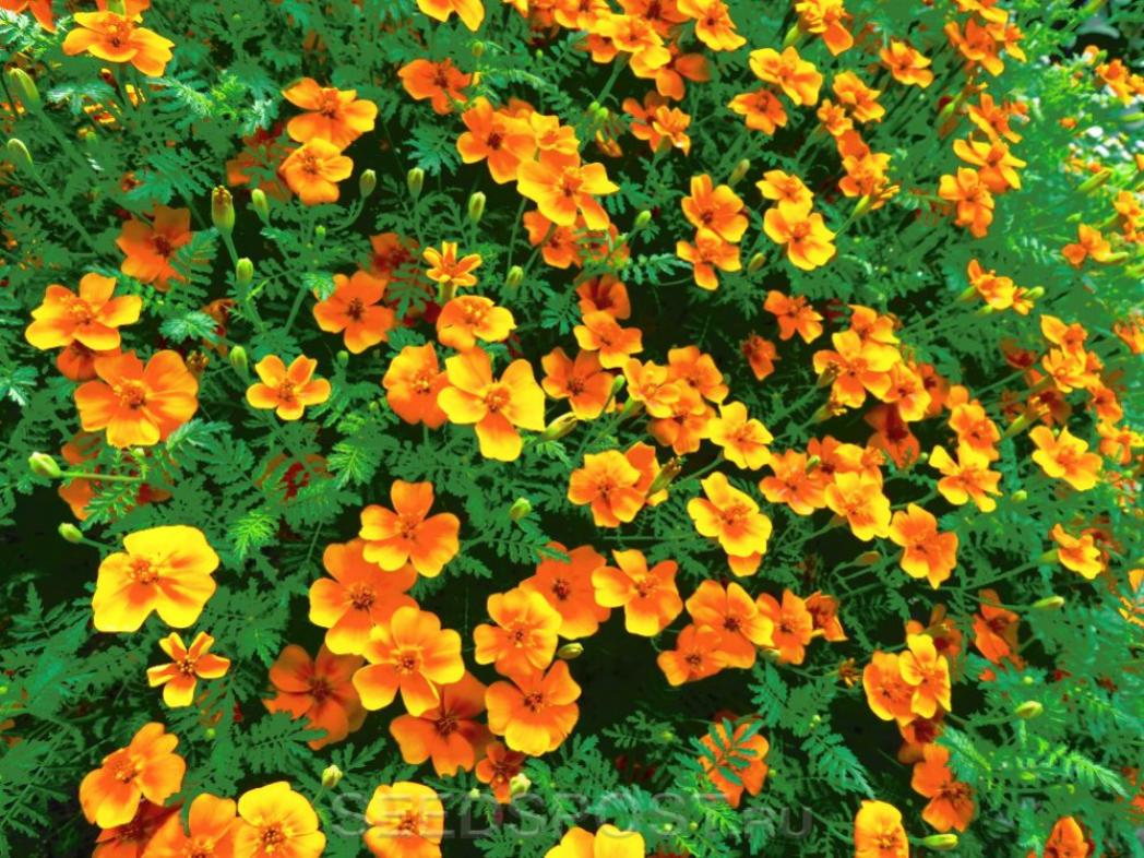 Бархатцы Карина оранжевая 3