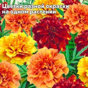 Бархатцы Клубничный флирт