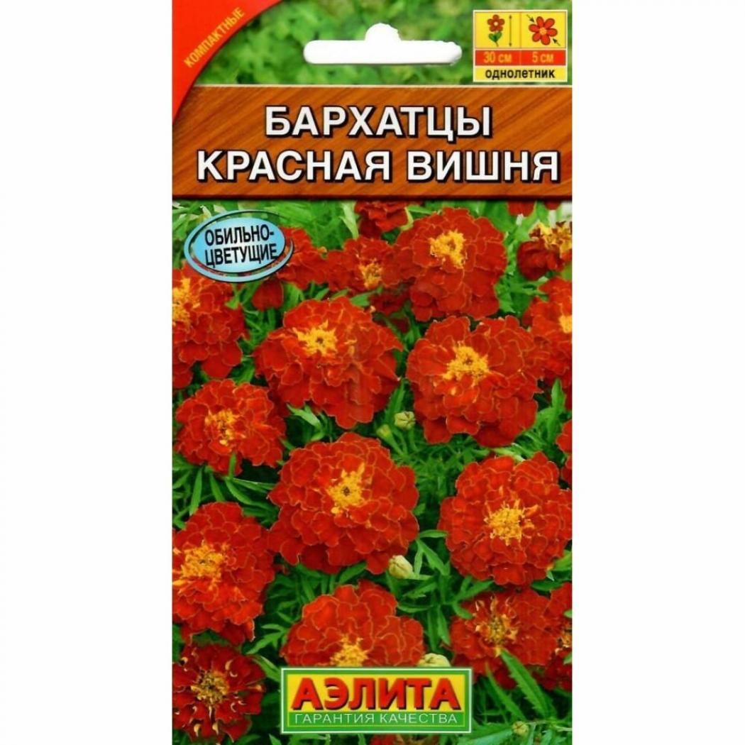 Бархатцы Красная вишня