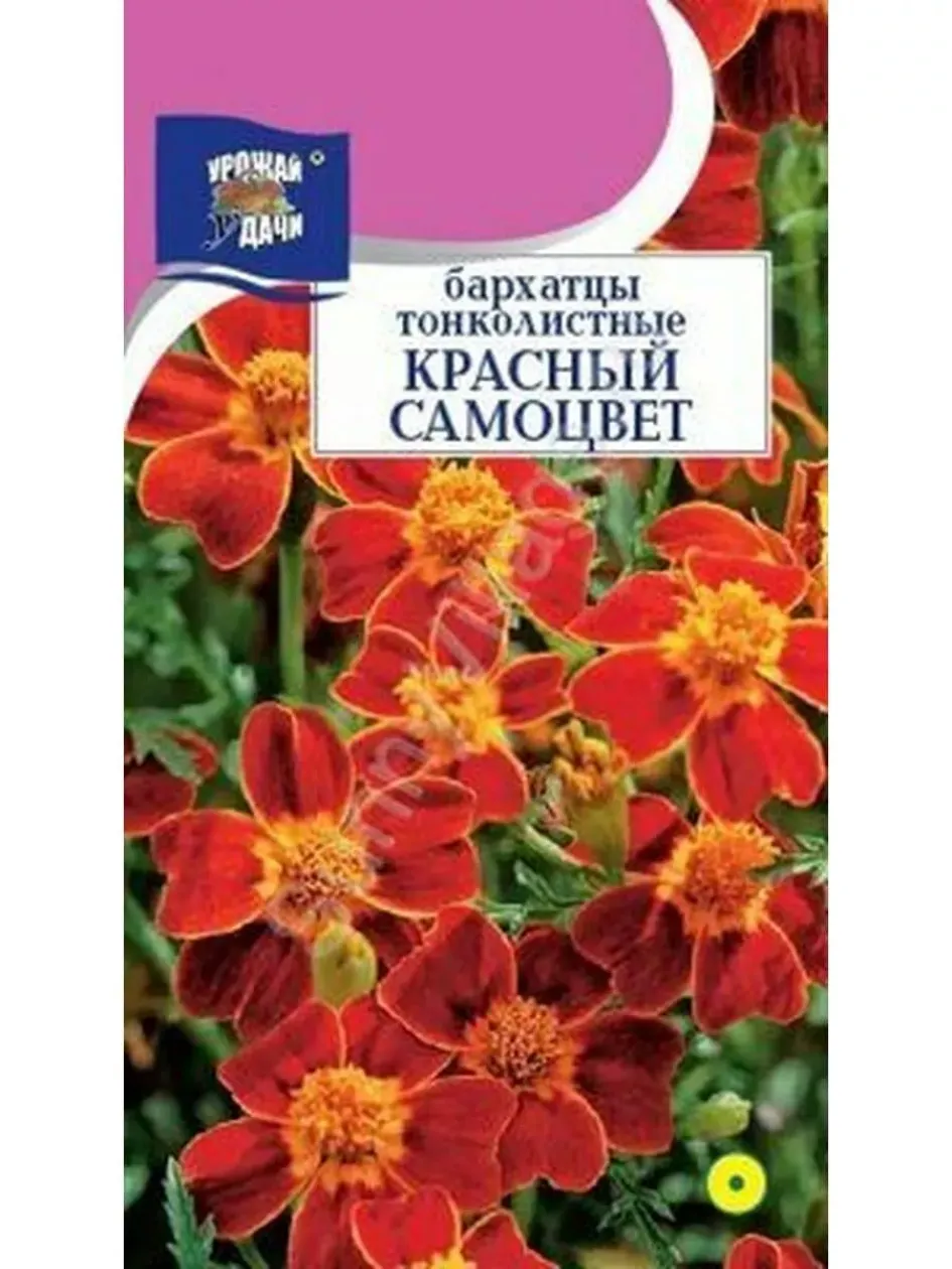 Бархатцы Красный самоцвет 2