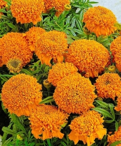 Бархатцы Купид