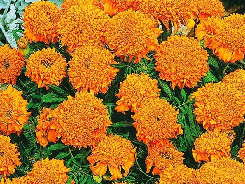 Бархатцы Купидон оранжевый 4