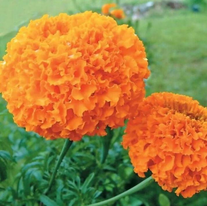 Бархатцы Купидон оранжевый 5