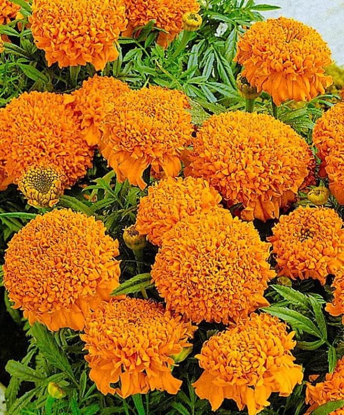 Бархатцы Купидон оранжевый