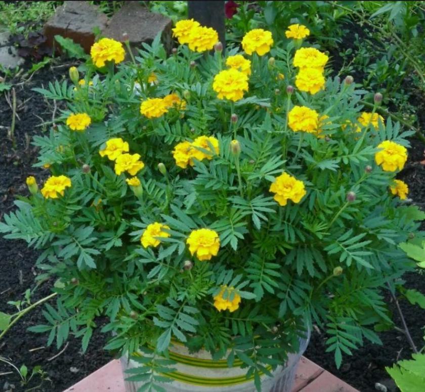 Бархатцы Лимончики 2