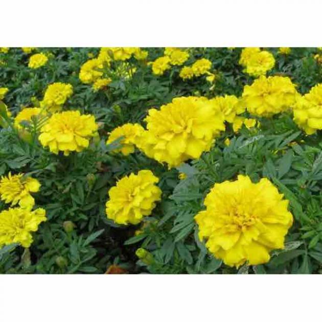 Бархатцы Лимончики 3
