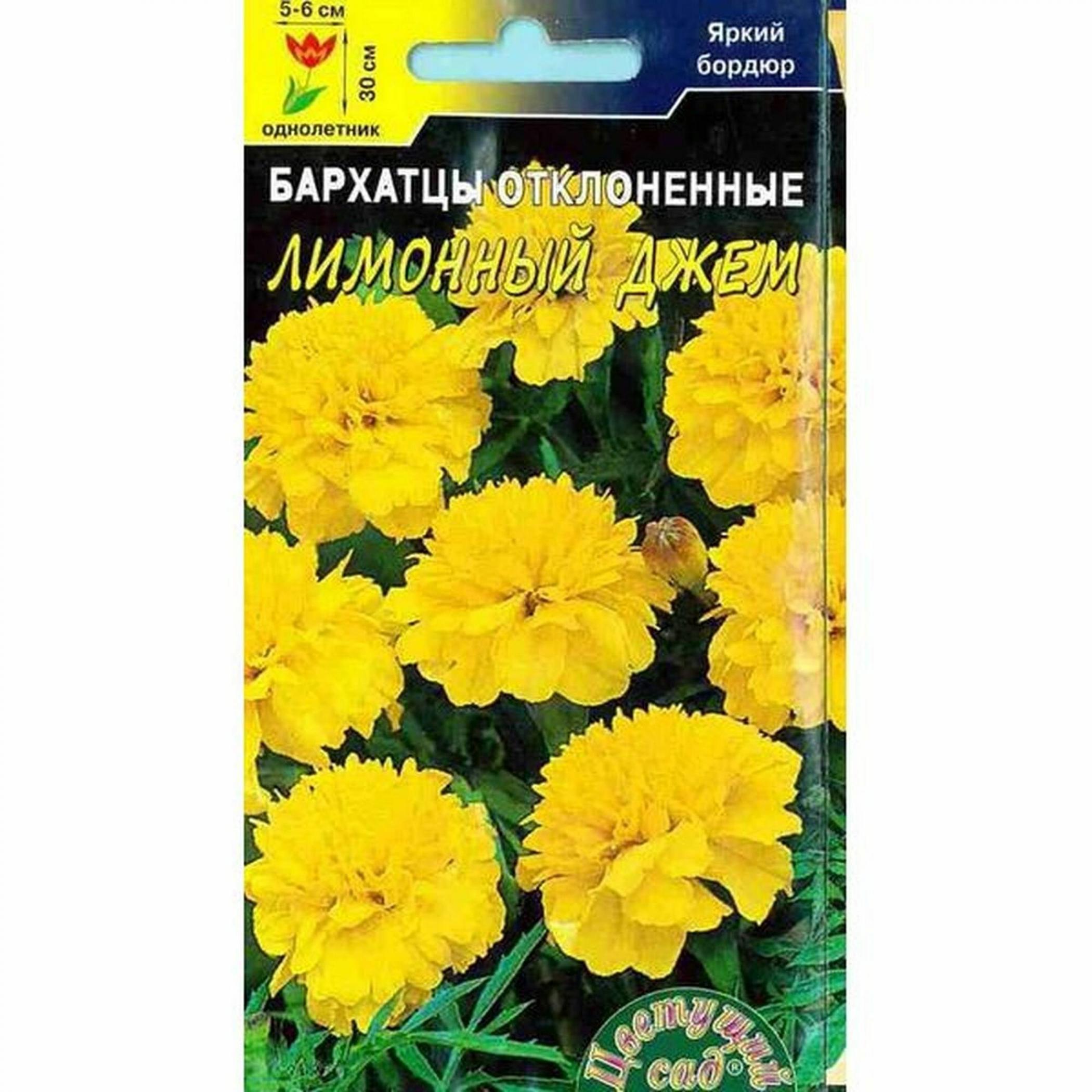 Бархатцы Лимонный джем 2