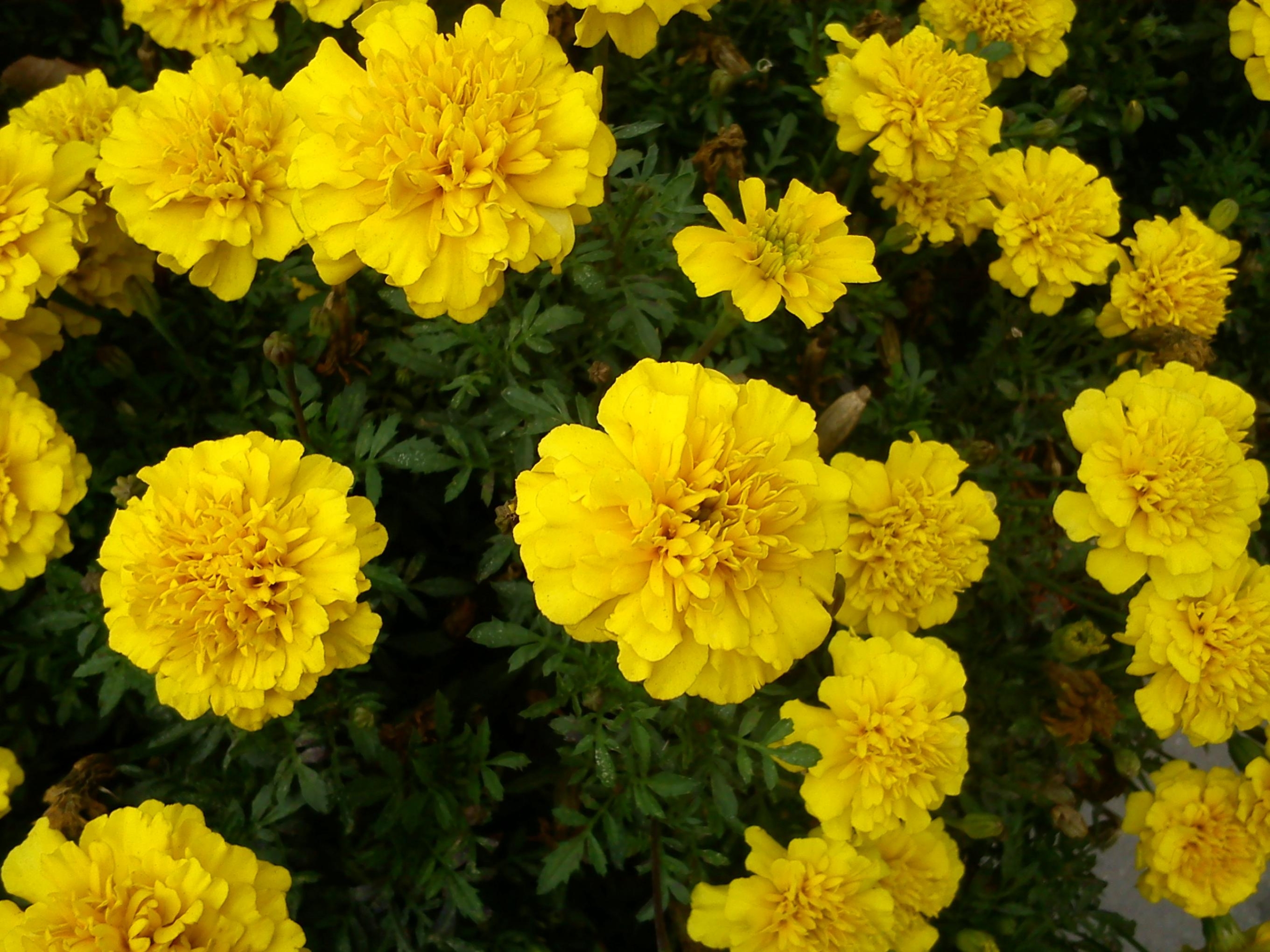 Бархатцы Лимонный джем