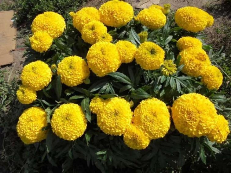 Бархатцы Лимонный принц 2