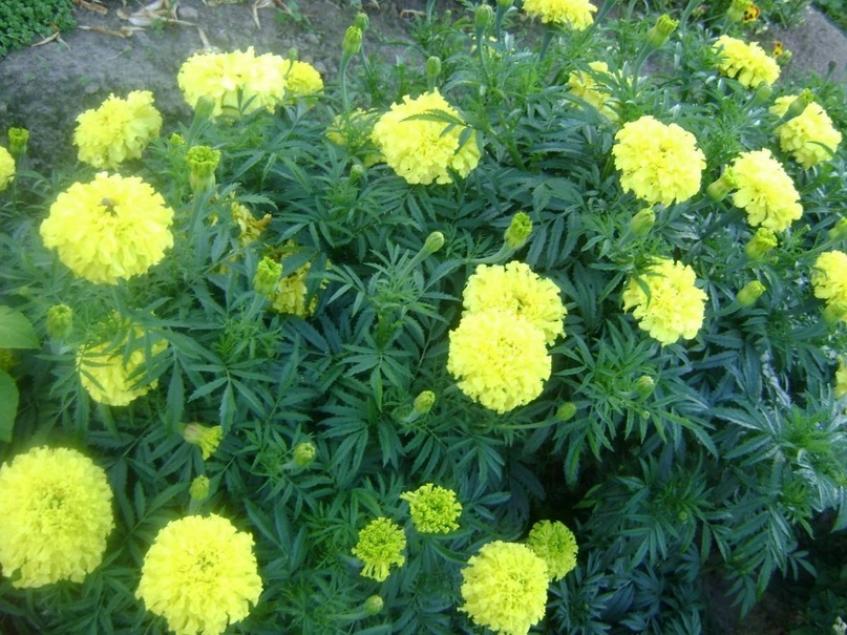 Бархатцы Лимонный принц