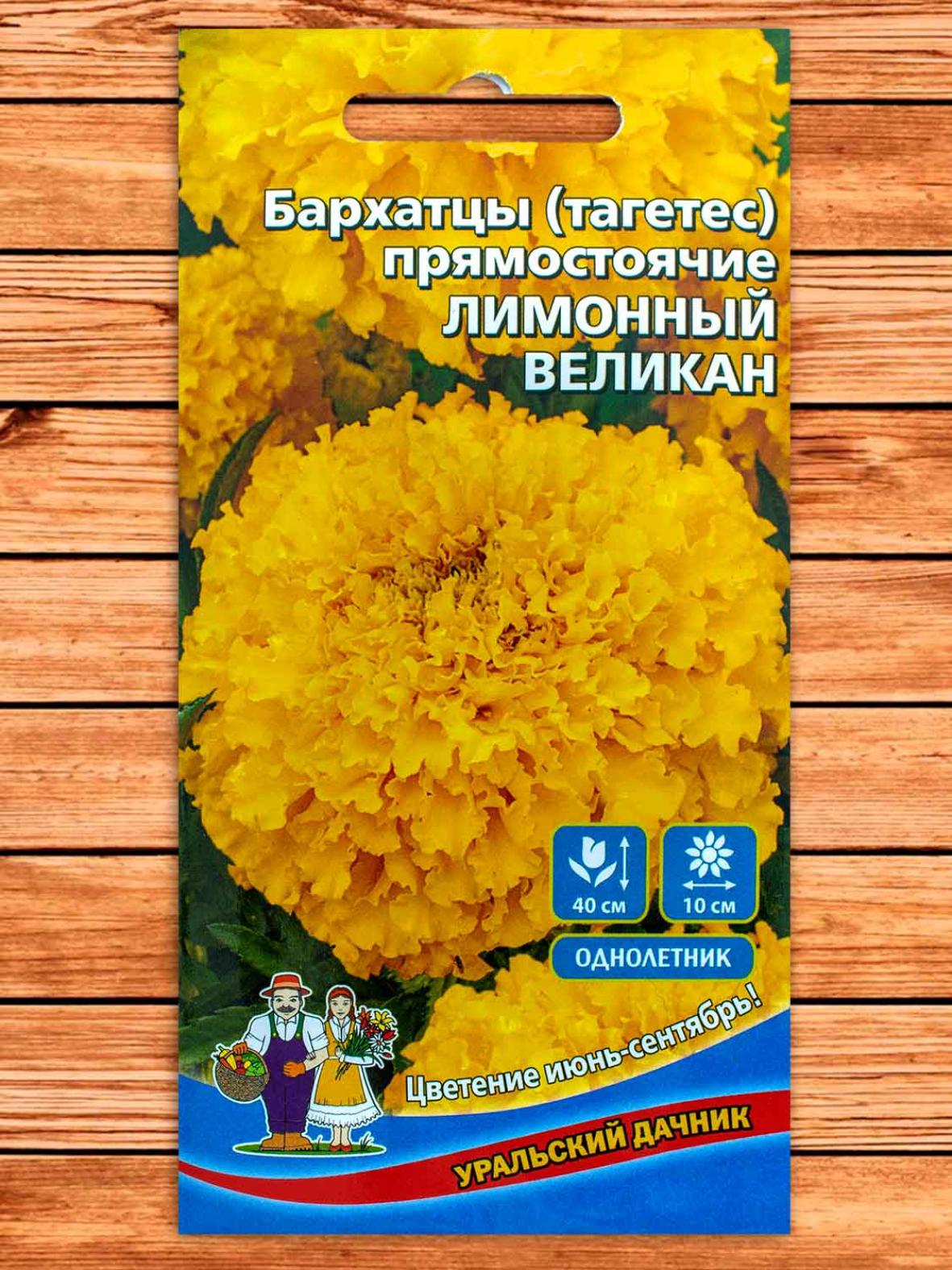 Бархатцы Лимонный великан 2