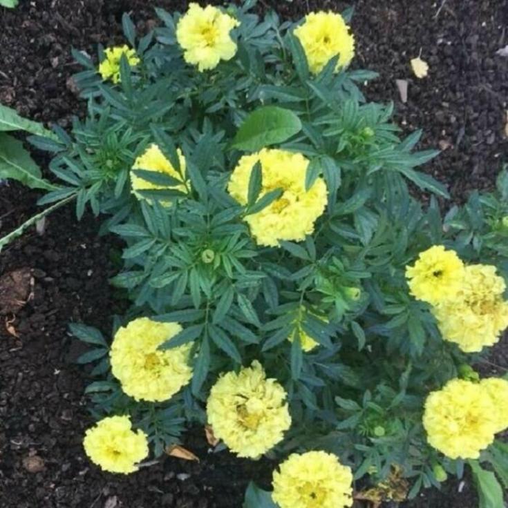 Бархатцы Лимонный великан